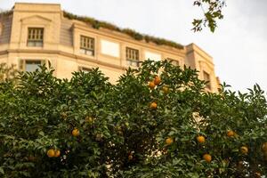 Tangerines on a tree against the background of the historic building Orange photo