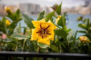 Yellow flower Solandra maxima Close-up focus on flowers. Outdoor plants photo