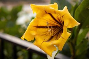 amarillo flor solandra máximos. de cerca, atención en flores foto