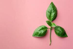 Artistic top view of a basil sprig on a pastel background, elegant and simple photo