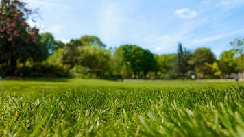 Low angle view of vibrant green grass in a sunny park, ideal for themes of spring, Earth Day, or outdoor leisure activities photo