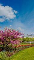 Vibrant pink cherry blossom tree in full bloom on a sunny spring day, with lush garden and city architecture in the background, perfect for Spring or Hanami festivals photo