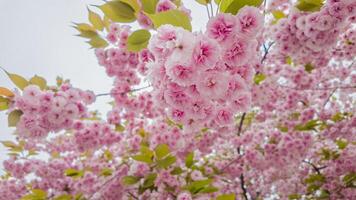 Lush pink cherry blossoms in full bloom against a soft sky, perfect for springtime, nature themes, and Hanami festival celebrations photo