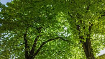 Lush green tree canopy in springtime, perfect for Earth Day and nature conservation themes, illustrating the freshness of the season photo