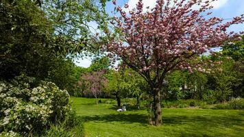 Tranquil spring park scene with blooming cherry tree, lush greenery, and people enjoying a sunny day, ideal for the concept of Earth Day or Springtime leisure photo