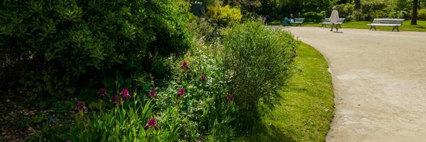 Sunny park pathway with vibrant purple flowers, lush greenery, and people enjoying a leisurely walk, evoking springtime and International Day of Forests photo