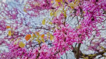 Vibrant pink cherry blossoms in full bloom against a soft focus background, signaling springtime and the Hanami festival in Japan photo