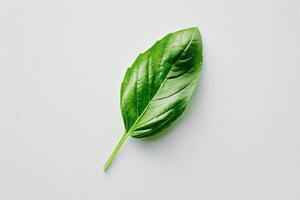 Single basil leaf isolated on a stark white background, minimalist design photo