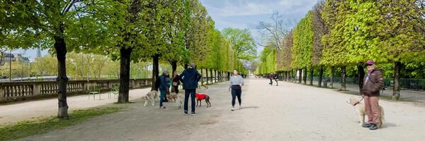 Diverse people walking dogs on a tree lined path in Paris, France, capturing the essence of spring leisure on April 14th, 2024, suitable for Earth Day themes photo