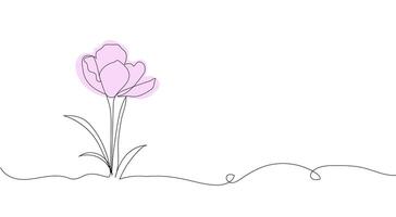 saffron flower line art. Hand drawing. For background, card, invitation, print and other design vector