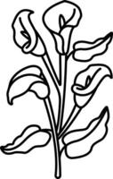 Calla lily outline illustration vector