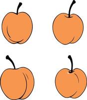 set of apricot illustration vector