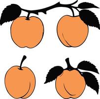 set of apricot illustration vector