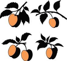 set of apricot illustration vector