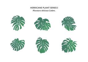 set of Monstera leaf or cheese plant isolated on background vector