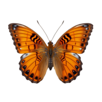 Butterfly isolated against transparent background png