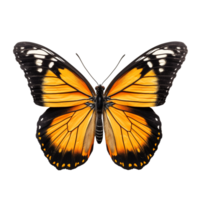 Schmetterling isoliert gegen transparent Hintergrund png