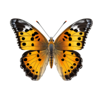 Schmetterling isoliert gegen transparent Hintergrund png