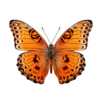 mariposa aislado en contra transparente antecedentes png