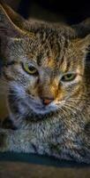 beautiful cute abandoned street cat with fluffy fur, a stray cat in the street photo