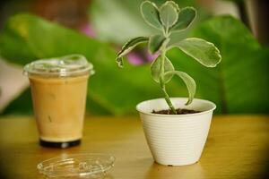 Beautiful decoration Plant in small pot. Green plant in small pot placed as room decorations and interior decor. photo