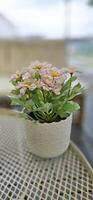 Beautiful decoration Plant in small pot. Green plant in small pot placed as room decorations and interior decor. photo