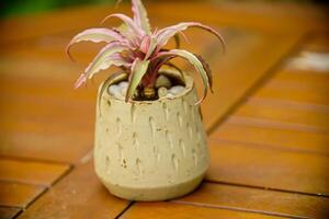 Beautiful decoration Plant in small pot. Green plant in small pot placed as room decorations and interior decor. photo