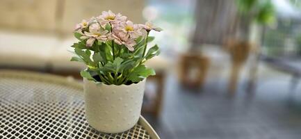 Beautiful decoration Plant in small pot. Green plant in small pot placed as room decorations and interior decor. photo