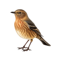 Bird against transparent background png