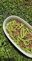 String green bean or french beans with minced beef stir fry or sauteed called Tumis buncis daging sapi cincang in Indonesia photo