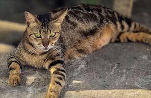 hermosa linda abandonado calle gato con mullido pelo, un extraviado gato en el calle foto