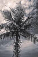 cerca arriba palma árbol en el playa de santos, Brasil. foto