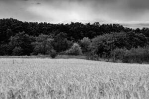 Photography on theme big wheat farm field for organic harvest photo