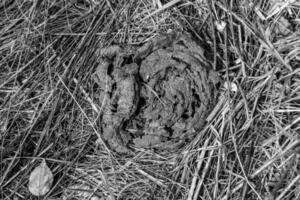 Photography on theme fresh cow dung lies on manure animal farm photo