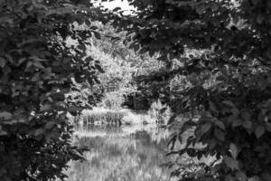 Beautiful grass swamp reed growing on shore reservoir in countryside photo