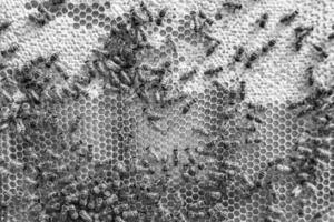 La estructura hexagonal abstracta es un panal de abejas lleno de colmena foto