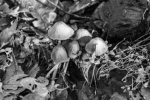 Photography to theme large beautiful poisonous mushroom in forest on leaves background photo