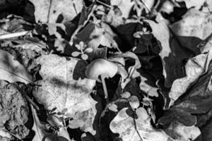 Photography to theme large beautiful poisonous mushroom in forest on leaves background photo