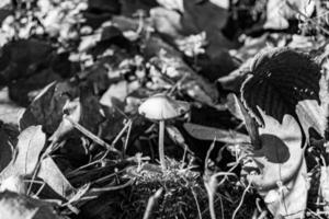 Photography to theme large beautiful poisonous mushroom in forest on leaves background photo