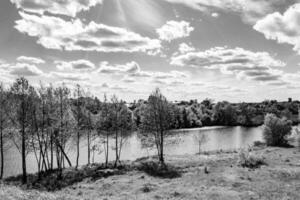 Beautiful grass swamp reed growing on shore reservoir in countryside photo