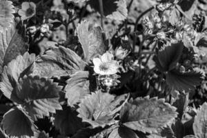 Photography on theme beautiful berry branch strawberry bush with natural leaves photo