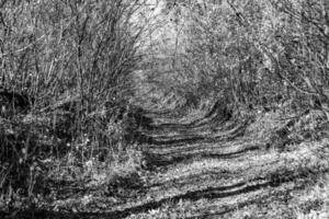 Photography on theme beautiful footpath in wild foliage woodland photo