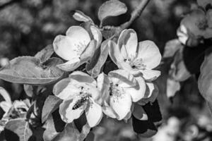 fotografía en tema hermosa Fruta rama manzana árbol con natural hojas debajo limpiar cielo foto