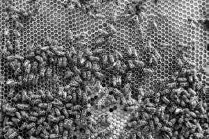 La estructura hexagonal abstracta es un panal de abejas lleno de colmena foto