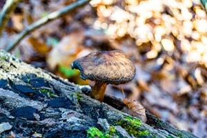 Photography to theme large beautiful poisonous mushroom in forest on leaves background photo