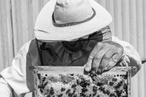 Winged bee slowly flies to beekeeper collect nectar on private apiary photo