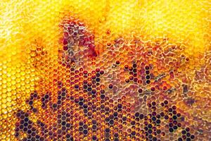 Drop of bee honey drip from hexagonal honeycombs filled with golden nectar photo