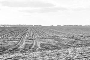 Photography on theme big empty farm field for organic harvest photo