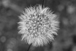 Beautiful wild growing flower seed dandelion on background meadow photo