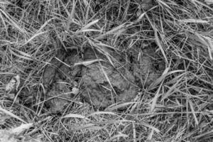 Photography on theme fresh cow dung lies on manure animal farm photo